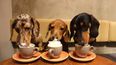 There’s a dachshund café opening in London next month and OMG