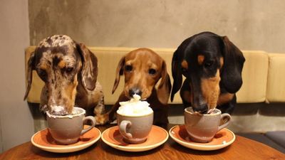 There’s a dachshund café opening in London next month and OMG