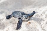 Critically endangered sea turtle found dead as a result of littering
