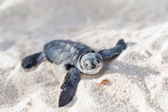 Critically endangered sea turtle found dead as a result of littering