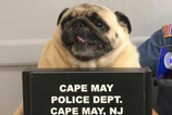 A pug got arrested and his mugshot is cuter than you will ever be