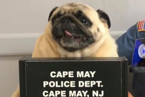 pug