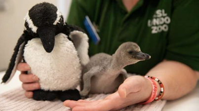 Premature baby penguin saved by zookeepers when mother accidentally stepped on egg
