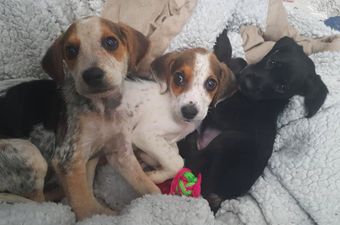 A total of 16 puppies have been rescued from ‘appalling conditions’ in Galway