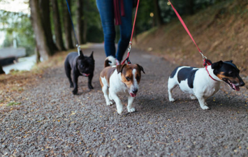 Photo shows reality of walking your dog when the ground is too hot