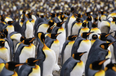 Largest king penguin colony in the world shrinks by 90 percent