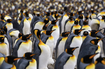 Largest king penguin colony in the world shrinks by 90 percent