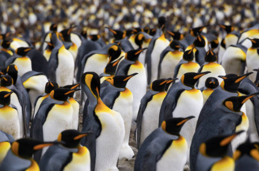 king penguin