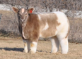 Blow dried cows are extremely satisfying and they will relax you to no end