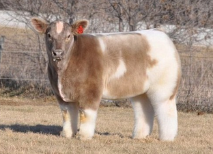Blow dried cows are extremely satisfying and they will relax you to no end