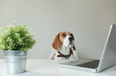 9 very small animals that’d be absolutely perfect as an office pet