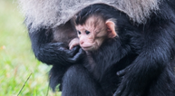 Rare lion-tailed monkey born in Fota Wildlife Park for the first time in 4 years