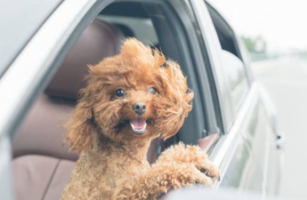 Dogs should wear shoes during the heatwave, say police in Switzerland