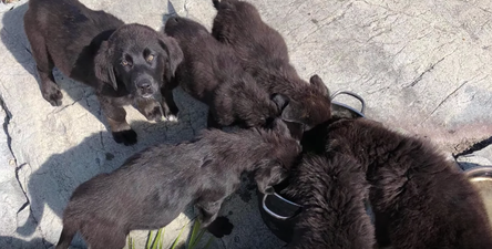 Seven puppies were found on an island in Manitoba and we are IN LOVE
