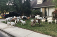 100 goats got loose in a US neighbourhood and ate ‘everything in sight’
