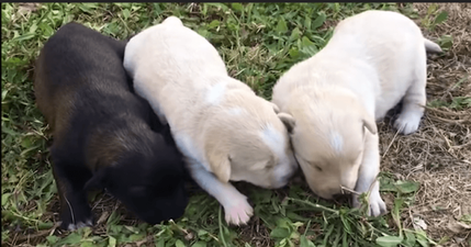 These tiny puppies were rescued from a plastic bag and we’re crying