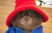 This GORGE pomeranian looks exactly like Paddington Bear and the Internet can’t deal