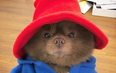 This GORGE pomeranian looks exactly like Paddington Bear and the Internet can’t deal