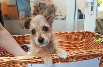 Our hearts! The DSCPA is holding Puppy Play Dates from now until Christmas