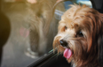 Petition launched to make it illegal to leave a dog in a car in hot weather