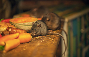 ‘Live rat’ and ‘many flies’ among reasons for 13 food business closure orders last month