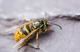 Apparently wasps have been drunk this summer and that’s why they’re attacking people