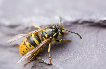 Apparently wasps have been drunk this summer and that’s why they’re attacking people