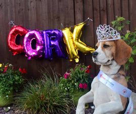 An animal Rose of Tralee exists – and the 32 counties’ representatives are such good boys