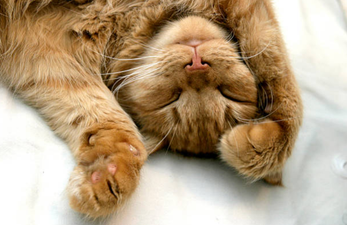 DREAM job! You can now get paid to live on a Greek island and babysit kittens