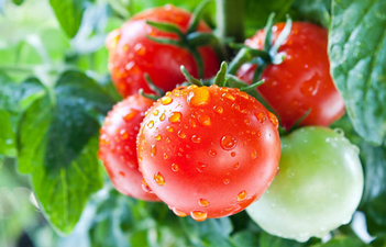 Um, #TomatoPorn is now a thing and we’re seriously confused
