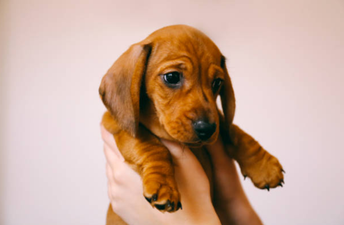 Dogs Trust is looking for puppies to take part in a very important study