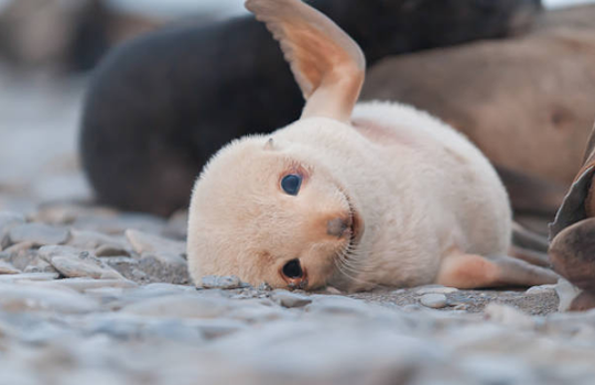 baby seals