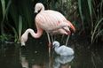 Dublin Zoo has welcomed nine flamingo chicks and they are too adorable