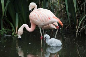 Dublin Zoo has welcomed nine flamingo chicks and they are too adorable
