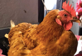 Want to adopt some hens? Animal sanctuary urgently seeking homes for many rescues