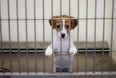 Puppy and kitten farming to be banned in the UK