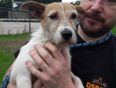 A little Terrier pup was abandoned on the motorway yesterday