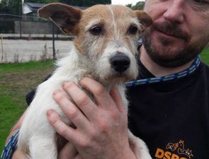 A little Terrier pup was abandoned on the motorway yesterday