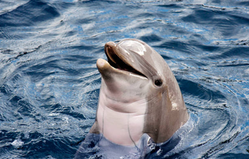 A French beach has banned swimming for a very strange reason