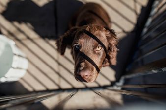 ‘Alarming’ number of people wanting to give up dogs after Christmas says Dogs Trust