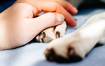 Pet owners URGED to vaccinate dogs after 6 die from deadly virus