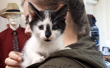 Cavan animal charity forced to put kitten down after she was shoved through letterbox