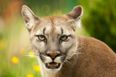 The CSPCA are investigating a number of possible puma sightings in Cork