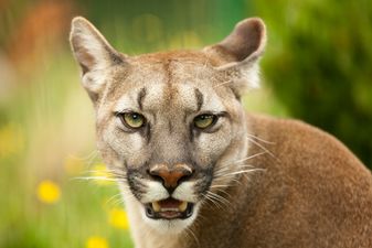 The CSPCA are investigating a number of possible puma sightings in Cork