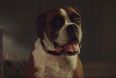 A famous face is reportedly set to star in this year’s John Lewis Christmas advert