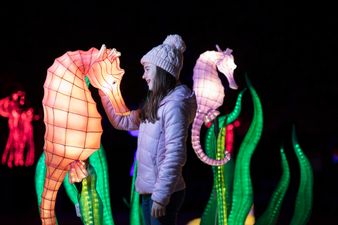 There’s a nighttime event happening at Dublin Zoo this year and it sounds magical