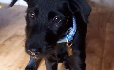 Irish animal charity make urgent appeal for foster carers as they are ‘maxed out to capacity’