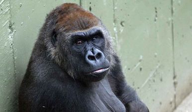 Dublin Zoo ‘extremely saddened’ by the death of one of its Gorillas