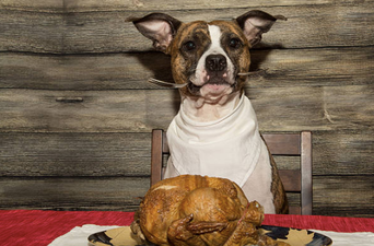 A Dublin pub is hosting a ‘doggy date night’ where you bring your dog to dinner