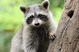 Racoon scales nine-story building, jumps off, and miraculously survives